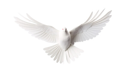 a white bird with wings spread