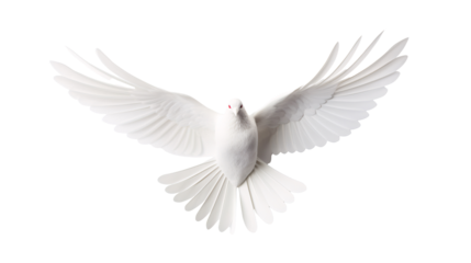 a white bird with wings spread