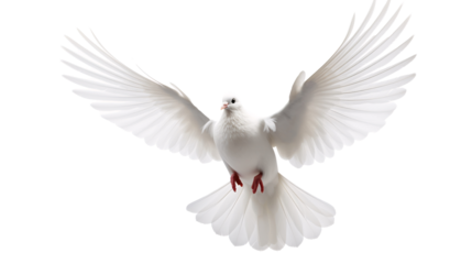 a white dove with wings spread