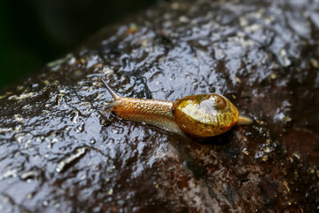 A close-up of a golden snail, its shell glistening, moving gracefully across a dark, wet rock surface adorned with raindrops. Wulai District, New Taipei City.