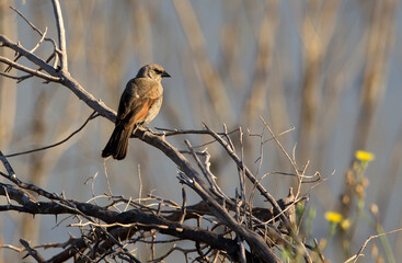 Brown bird (thrush) perching on a branch