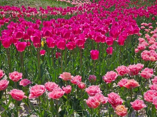 field of tulips