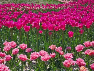 field of tulips,tulips
