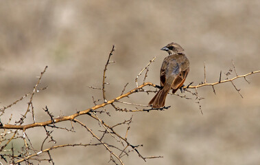 Brown bird (thrush) perching on a branch