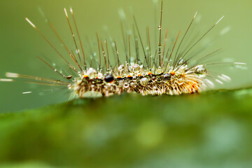 A close-up of a caterpillar with black and orange spots, adorned with long hairs. Dew drops add a magical touch, highlighting its vibrant colors. Wulai District, New Taipei City.