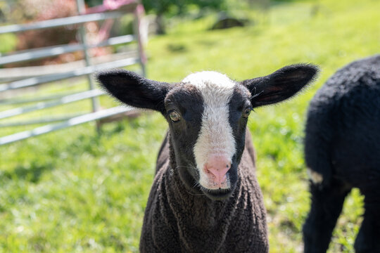 A Zwartble black lamb looks straight to camera. Cute and beautiful animal. Farm animal. Livestock. Wool. 