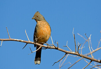 Multicolored crested woodpecker (branch cutter) posing on its side.