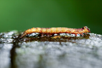 A close-up of a mysterious yellow-brown insect, crawling on the wetlands. Its intricate body details are captured, adding to the rich biodiversity of Wulai District, New Taipei City.