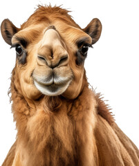 camel head isolated on white or transparent background,transparency 