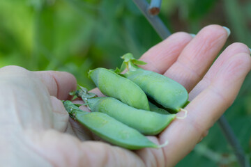 Fresh peas are cool weather plants and like all vines, they like to grow on a trellis.