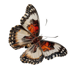 top view beautiful flying butterfly white orange wings transparent background