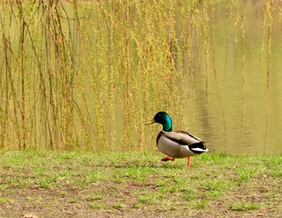 A mallard duck walks alongside a yellowish pond