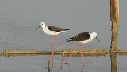 Two elegant black winged stilts walking through a pond