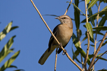 Calandra lark perching among the branches of a tree