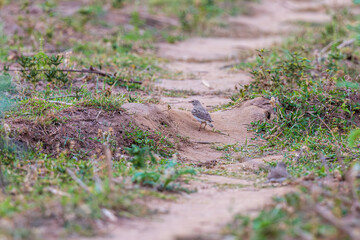 Hume's short-toed lark (Calandrella acutirostris) at Ajodhya Hills, Purulia, India