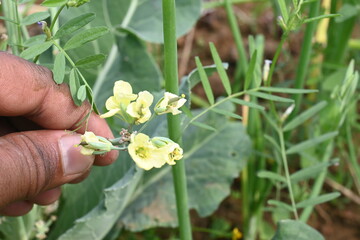 Cauliflower seeds flower. Cauliflower whith flower. Cauliflower in  flowering stage. Yellow cauliflower flower. vegetable flower.