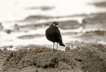 Small black bird (silver bill) perching on a mound of earth