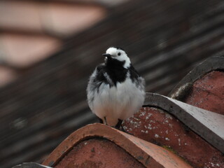 A small black and white bird on a tile roof