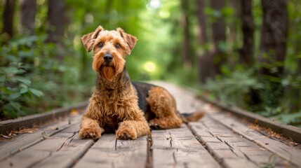 An attentive and intelligent dog seated on a rustic wooden boardwalk, looking ahead with a forest...