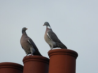 Pigeons on round chimneys