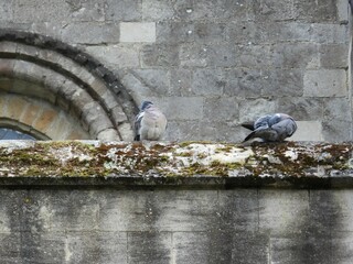Pigeon. against the background of stone walls
