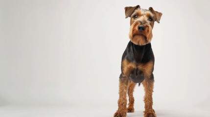 A Welsh Terrier stands alert with perked ears against a plain white background, ideal for cutouts