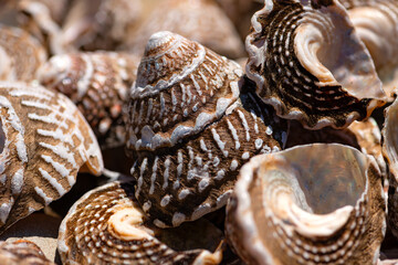 Wavy turban snail (Megastraea undosa) a sea snail or marine gastropod mollusk in the family...