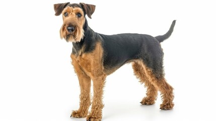 An engaging image of a Black and Tan dog standing and attentively looking forward on a white backdrop