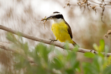 Multicolored bird (benteveo) eating insect