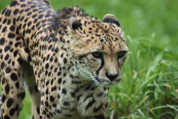 Cheetah (Acinonyx jubatus)  isolated on a natural green background in Devon, UK