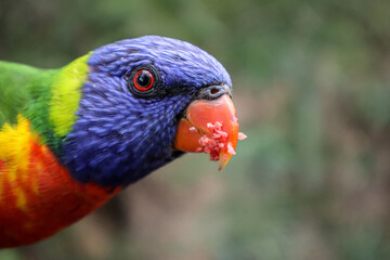 Colourful Bird After A Meal