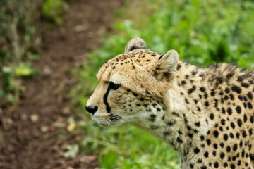 Cheetah (Acinonyx jubatus)  isolated on a natural green background in Devon, UK