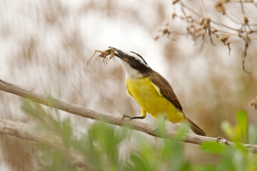 Multicolored bird (benteveo) eating insect