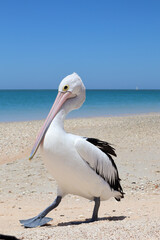 Close Up Of Pelican On Beach