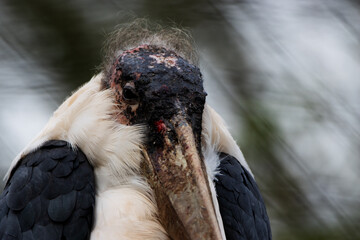 close up of a Marabou stork (Leptoptilos crumenifer)  isolated on a natural green background