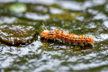 A close-up of a Spilarctia nydia werneri caterpillar showcasing its vibrant orange hairs and black head. Wulai District, New Taipei City.