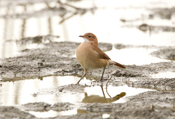 Small bird ( hornero ) walking on the mud