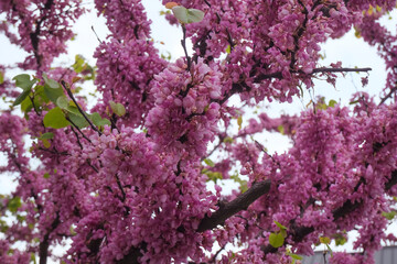 pink and white lilac flowers closeup. Cercis chinensis, the Chinese redbud blossoms on the branches. Spring floral background