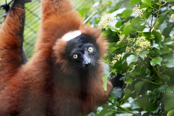 Fototapeta premium close up of a Red ruffed lemur (Varecia rubra) with a natural green background