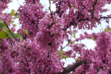 pink and white lilac flowers closeup. Cercis chinensis, the Chinese redbud blossoms on the...