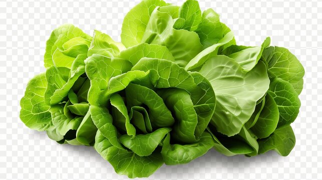 set of Green butterhead lettuce cutout on isolated transparent PNG background