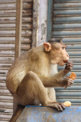 Monkey with food