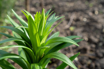 close up of a plant