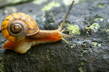 A close-up of a golden snail, its shell glistening, moving gracefully across a dark, wet rock...