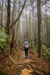 Obraz premium Trekking through the deep forests of the Kumano Kodo pilgrimage route, Wakayama, Japan
