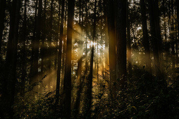 Fototapeta premium Sunlight in the trees on the Kumano Kodo Nakahechi pilgrimage route, Wakayama, Japan