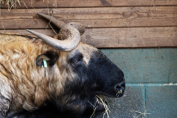 close up of the head of a Mishmi takin (Budorcas taxicolor taxicolor) eating hay