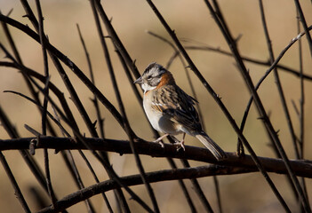 Small bird ( chingolo ) among the branches on a winter afternoon.