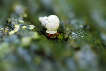 A Dioryx swinhoei snail with a white shell adorned with green, traverses wetlands. Captured in...