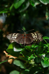 A close-up of Heliconius Butterflies mating in a greenhouse